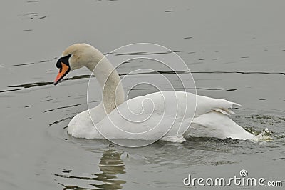 Swan in the pond Stock Photo
