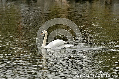 Swan in the pond Stock Photo