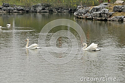 Swan in the pond Stock Photo