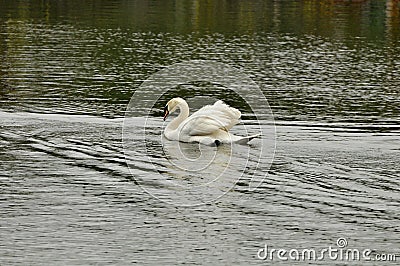 Swan in the pond Stock Photo