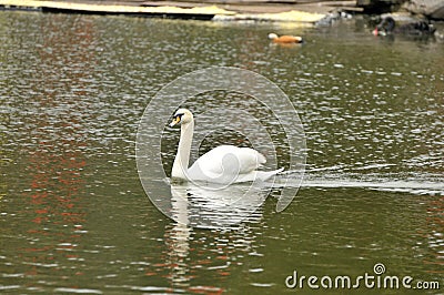 Swan in the pond Stock Photo