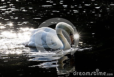 Swan in pond with a twinkle eye Stock Photo