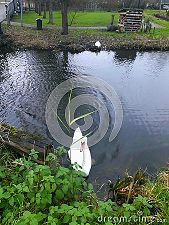 Swan in the pond Stock Photo