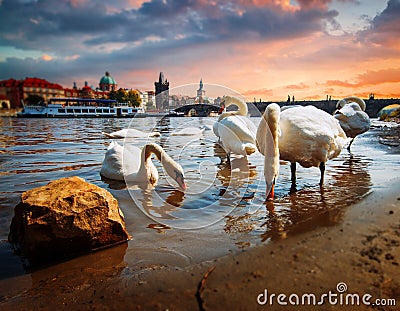 Swan in Prague. Stock Photo