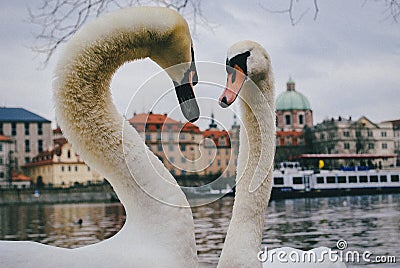 Swan in Prague Stock Photo