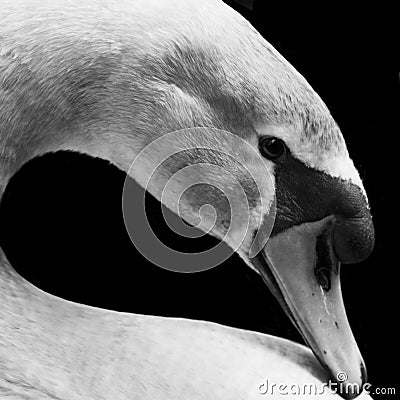 Swan in profile closeup Stock Photo