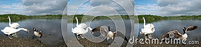 Swan Protecting Its Cygnets Stock Photo