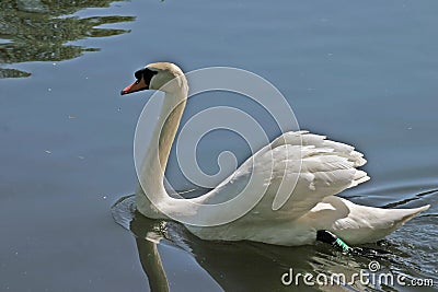 Swan reflecting on lake Stock Photo