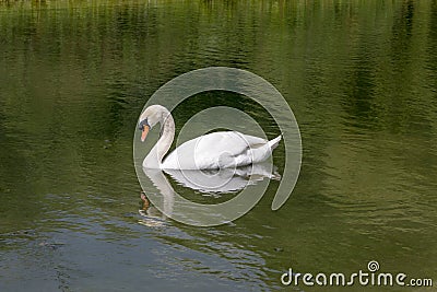 swan reflecting in pond waters, Stuttagrt, Germany Stock Photo