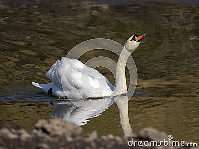 Swan reflecting in the River Stock Photo