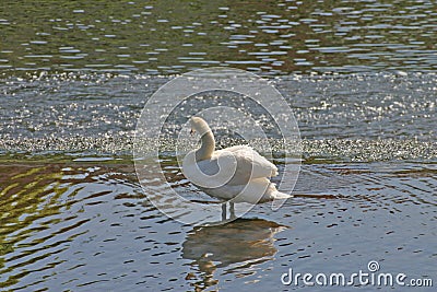 Swan reflecting on river Stock Photo