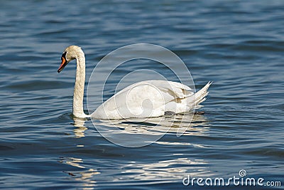 The swan reflecting in the water Stock Photo