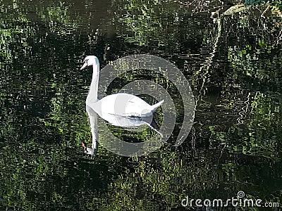 Swan Reflecting On Water Stock Photo