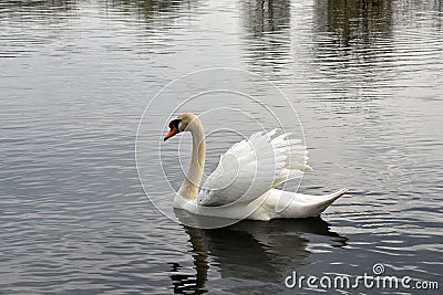 Swan Reflections Stock Photo