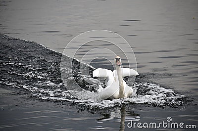 Swan Reflections Stock Photo