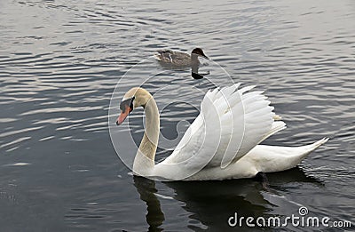 Swan Reflections Stock Photo