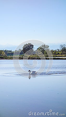 Swan on the rice field in Piedmont, Italy Stock Photo