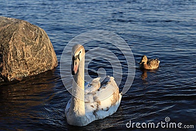 Swan in the river Daugava Stock Photo