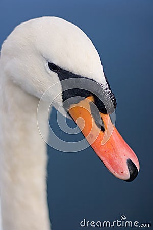 Swan's Beak Stock Photo