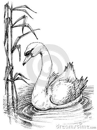 Swan sketch Vector Illustration