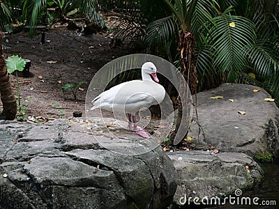A swan staning on a rock next to a pond Stock Photo
