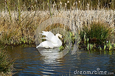 Mute Swan stretching its wings in the sun Stock Photo