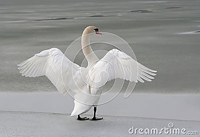 swan stretching out its wings on a frozen lake Stock Photo