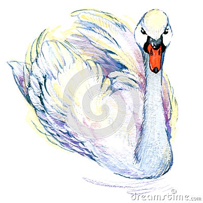 Swan. Swan Watercolor drawing Stock Photo