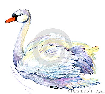 Swan. Swan Watercolor drawing Stock Photo