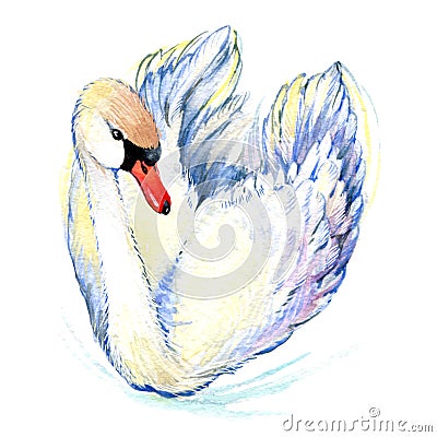 Swan. Swan Watercolor drawing Stock Photo