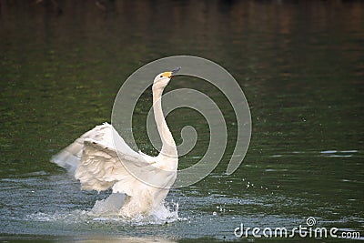 Swan Stock Photo