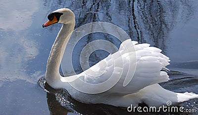 Swan swimming Stock Photo