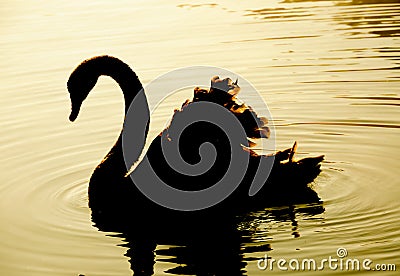 Swan swimming Stock Photo