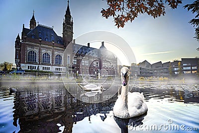 Swan swimming in Autumn mist Stock Photo