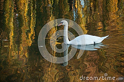 swan swimming in the lake on autumnal sunset reflection Stock Photo