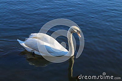 A Swan Swimming in a Lake Stock Photo