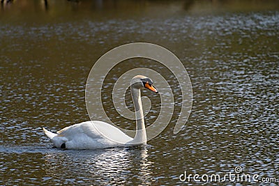 Swan swimming on a lake Stock Photo