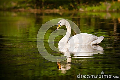 Swan swimming in mountain lake Stock Photo