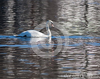 Swan swimming on the river Stock Photo