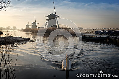 Swan swimming in a stream in a winter landscape Stock Photo