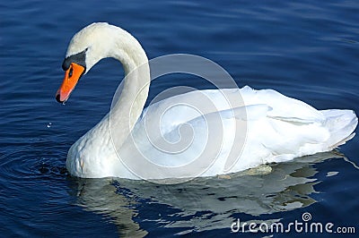 Swan swimming in water Stock Photo