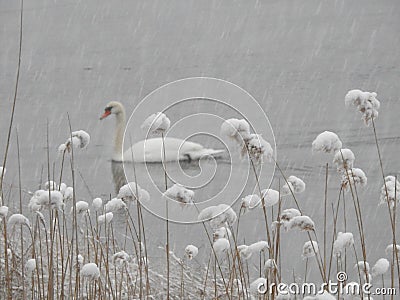 White swan on the river in the snow with snow covered sea grass. Stock Photo