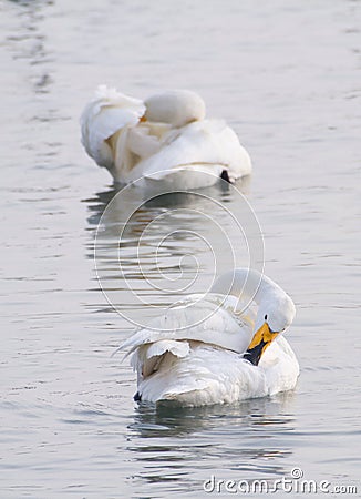 Swan Stock Photo