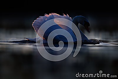 Swan with Upraised Feathers at Twilight Stock Photo