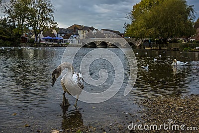 A swan wades in the River Avon close to the ancient bridge at Fordingbridge, UK at dusk Stock Photo