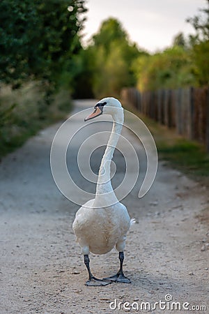 Swan Walking Down Country Lane Stock Photo