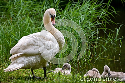 Swan watching over its ducklings Stock Photo