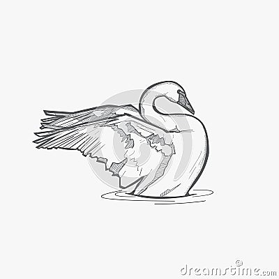 Swan in the water Vector Illustration