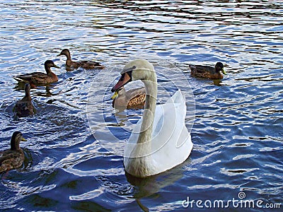 Swan whit ducks Stock Photo