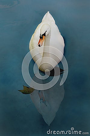 Swan whit reflection Stock Photo